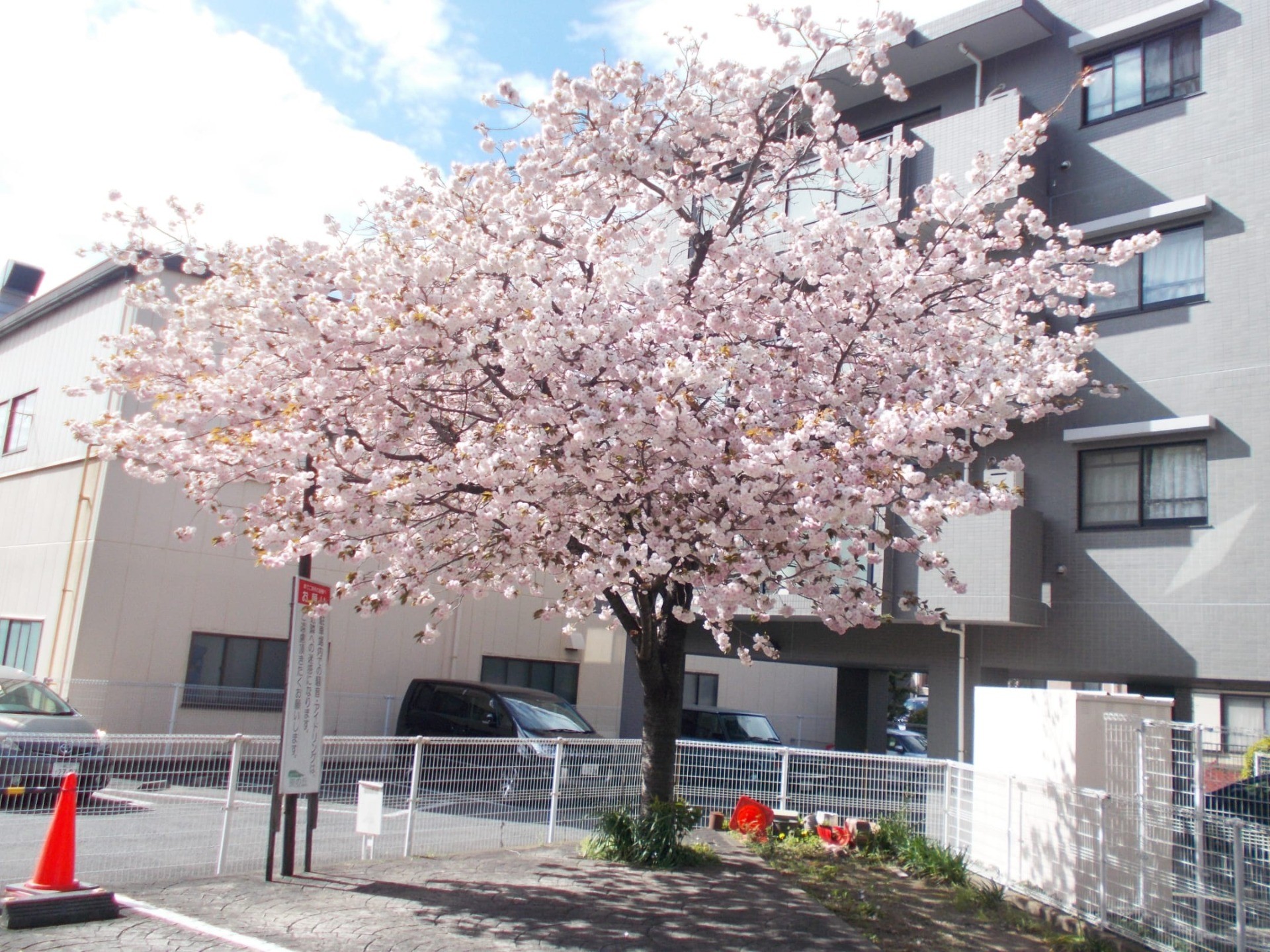 2024年4月11日、4月16日に花見会を行いました。